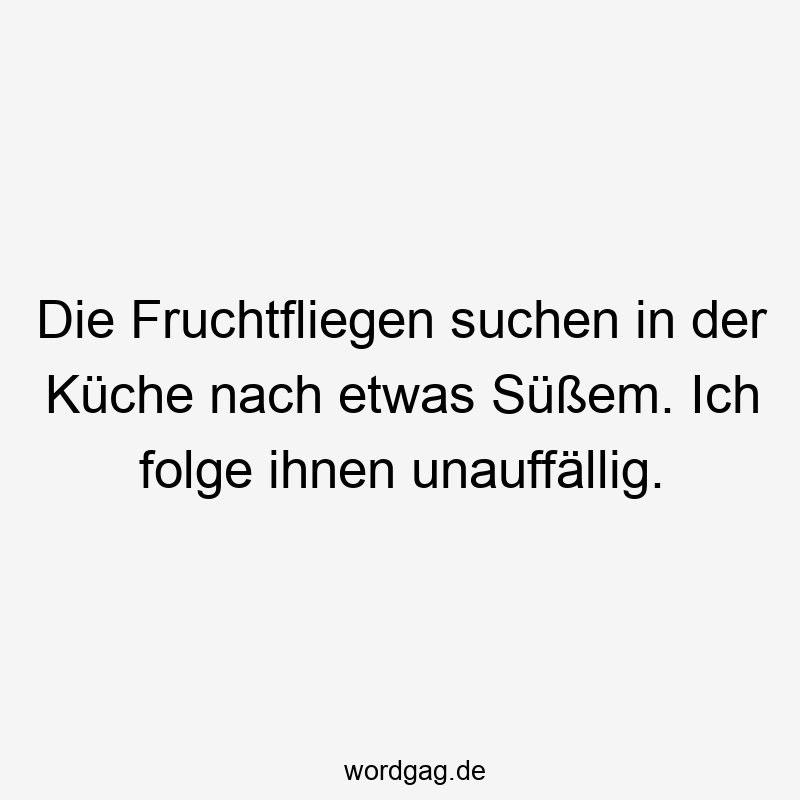 Die Fruchtfliegen suchen in der Küche nach etwas Süßem. Ich folge ihnen unauffällig.