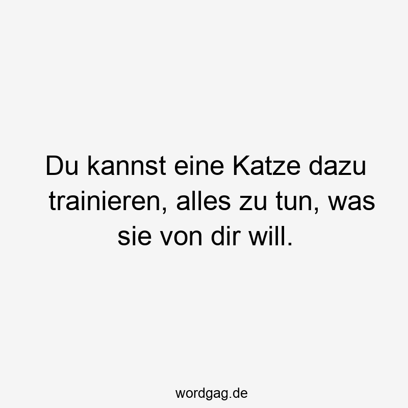 Lustige Sprüche: trainieren - Du kannst eine Katze dazu trainieren, alles zu tun, was sie von dir will.