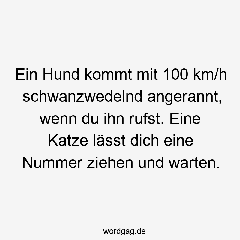 Ein Hund kommt mit 100 km/h schwanzwedelnd angerannt, wenn du ihn rufst. Eine Katze lässt dich eine Nummer ziehen und warten.