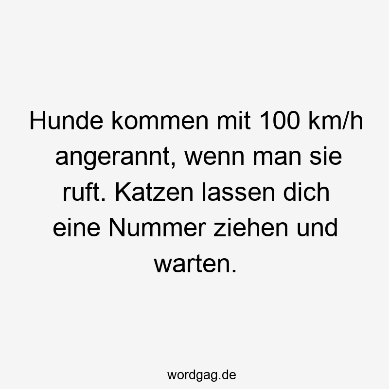 195 Lustige lassen Sprüche - Hunde kommen mit 100 km/h angerannt, wenn man sie ruft. Katzen lassen dich eine Nummer ziehen und warten.