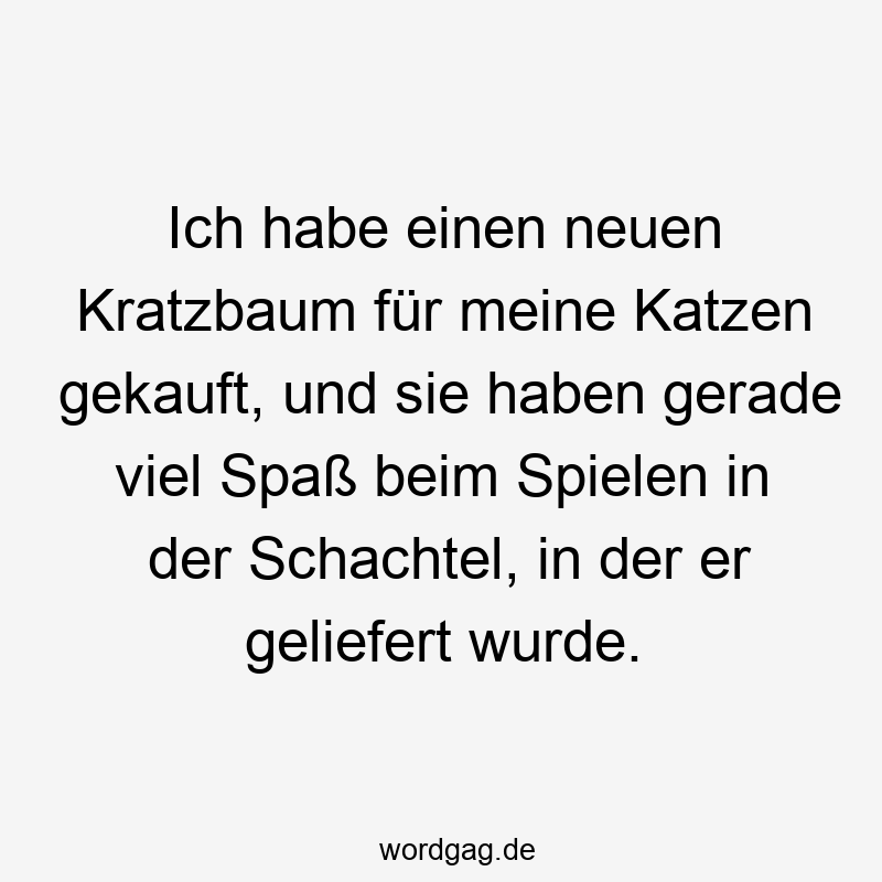 Ich habe einen neuen Kratzbaum für meine Katzen gekauft, und sie haben gerade viel Spaß beim Spielen in der Schachtel, in der er geliefert wurde.