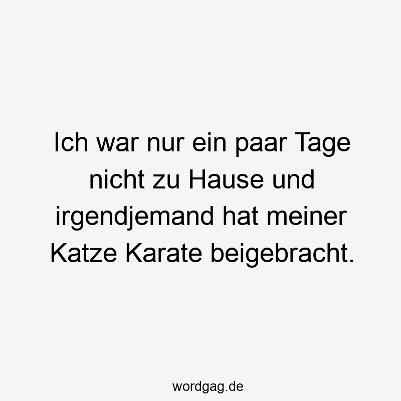 Ich war nur ein paar Tage nicht zu Hause und irgendjemand hat meiner Katze Karate beigebracht.