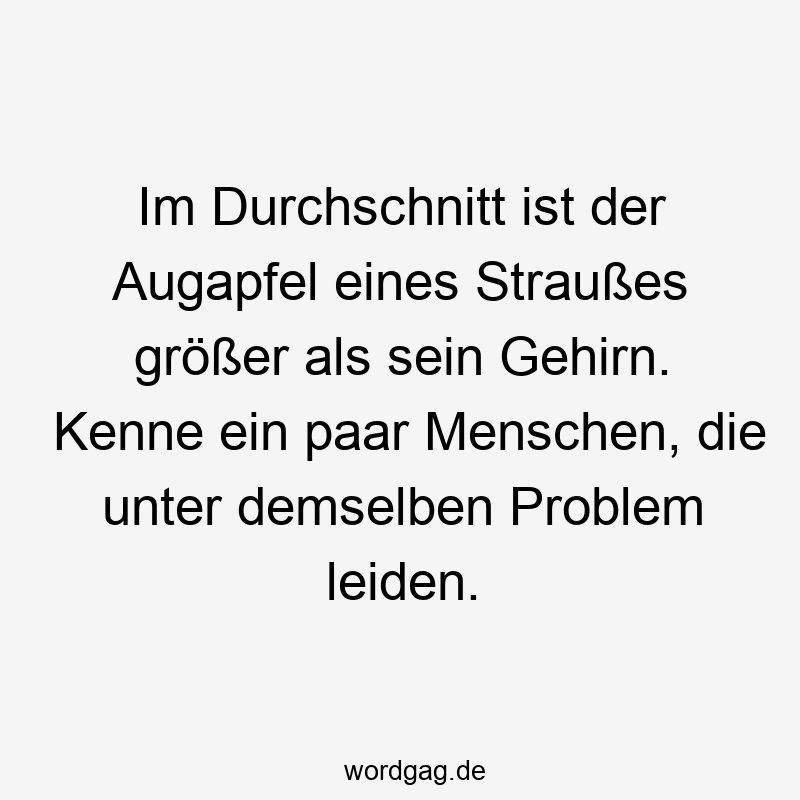 Im Durchschnitt ist der Augapfel eines Straußes größer als sein Gehirn. Kenne ein paar Menschen, die unter demselben Problem leiden.