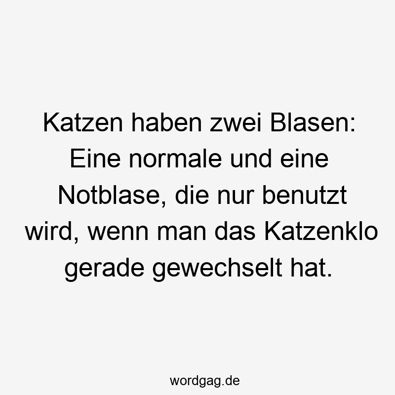 Lustige Katzenklo Sprüche - Katzen haben zwei Blasen: Eine normale und eine Notblase, die nur benutzt wird, wenn man das Katzenklo gerade gewechselt hat.