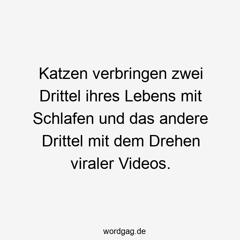 Katzen verbringen zwei Drittel ihres Lebens mit Schlafen und das andere Drittel mit dem Drehen viraler Videos.