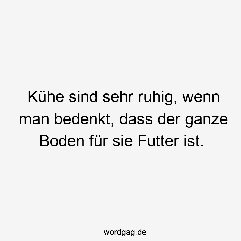 Kühe sind sehr ruhig, wenn man bedenkt, dass der ganze Boden für sie Futter ist.