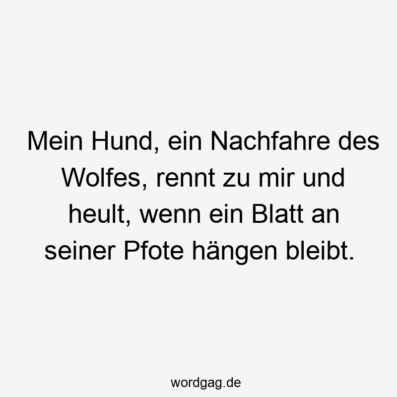 Mein Hund, ein Nachfahre des Wolfes, rennt zu mir und heult, wenn ein Blatt an seiner Pfote hängen bleibt.