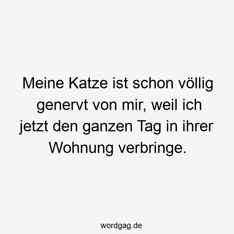 Meine Katze ist schon völlig genervt von mir, weil ich jetzt den ganzen Tag in ihrer Wohnung verbringe.