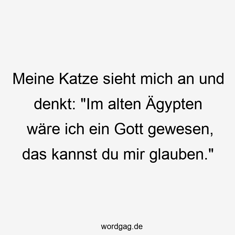 Meine Katze sieht mich an und denkt: „Im alten Ägypten wäre ich ein Gott gewesen, das kannst du mir glauben.“