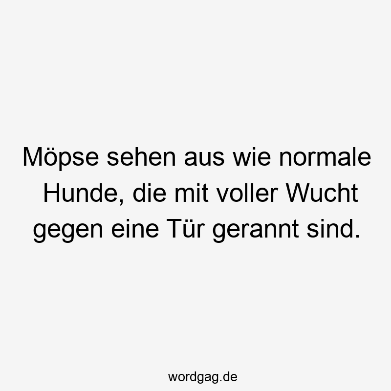 Möpse sehen aus wie normale Hunde, die mit voller Wucht gegen eine Tür gerannt sind.