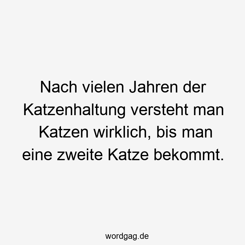 Nach vielen Jahren der Katzenhaltung versteht man Katzen wirklich, bis man eine zweite Katze bekommt.