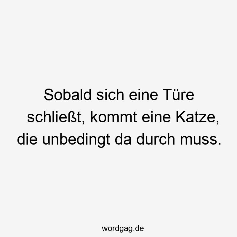 Sobald sich eine Türe schließt, kommt eine Katze, die unbedingt da durch muss.