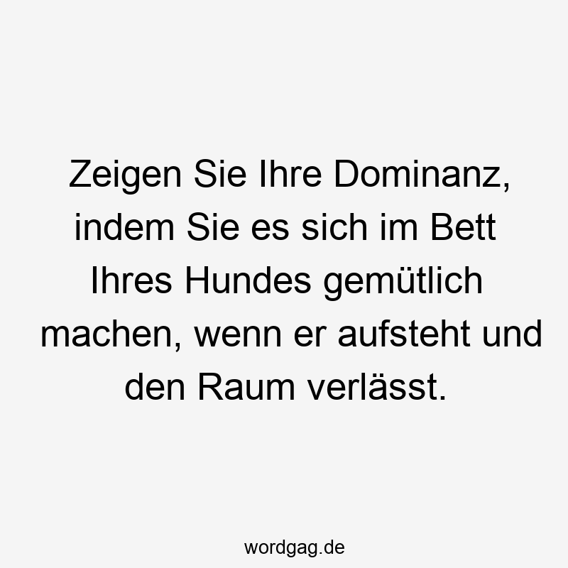 Zeigen Sie Ihre Dominanz, indem Sie es sich im Bett Ihres Hundes gemütlich machen, wenn er aufsteht und den Raum verlässt.
