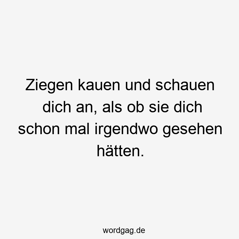 Ziegen kauen und schauen dich an, als ob sie dich schon mal irgendwo gesehen hätten.