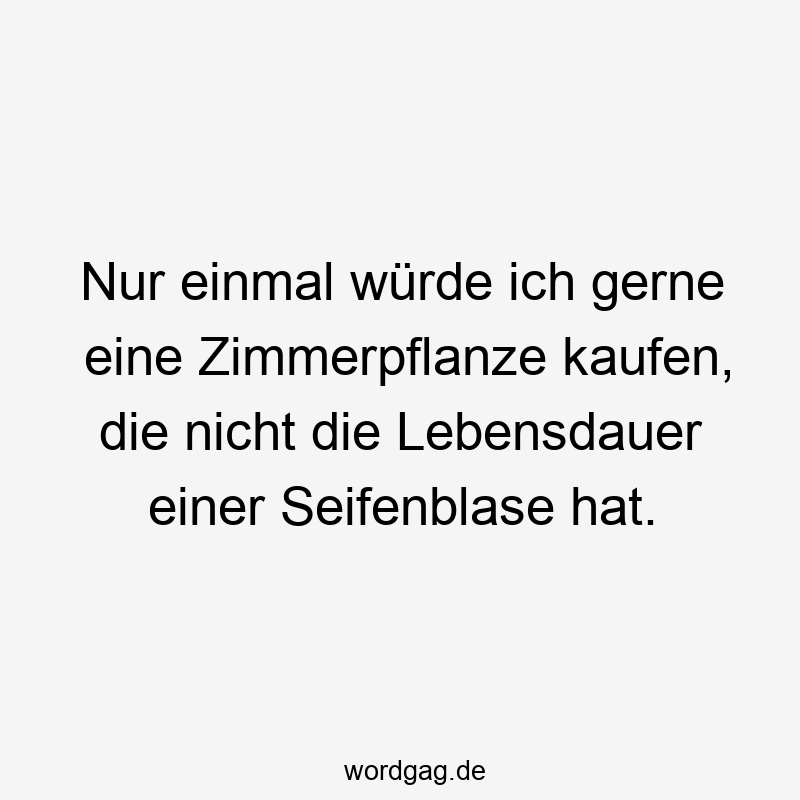 Nur einmal würde ich gerne eine Zimmerpflanze kaufen, die nicht die Lebensdauer einer Seifenblase hat.