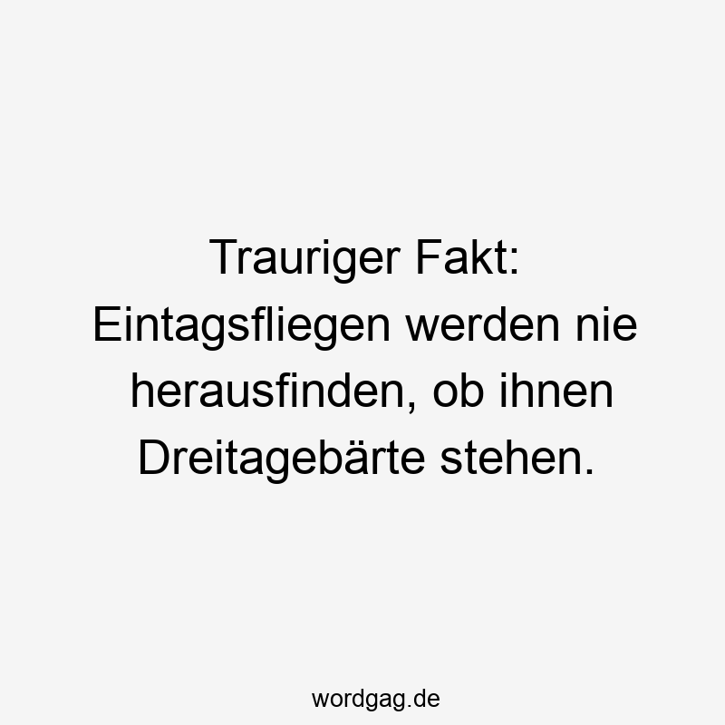 Trauriger Fakt: Eintagsfliegen werden nie herausfinden, ob ihnen Dreitagebärte stehen.