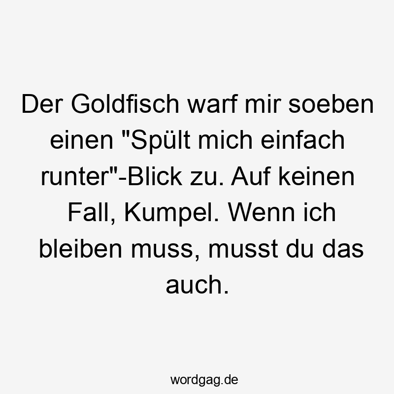 Der Goldfisch warf mir soeben einen „Spült mich einfach runter“-Blick zu. Auf keinen Fall, Kumpel. Wenn ich bleiben muss, musst du das auch.