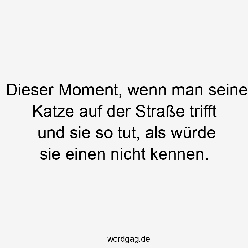 Dieser Moment, wenn man seine Katze auf der Straße trifft und sie so tut, als würde sie einen nicht kennen.