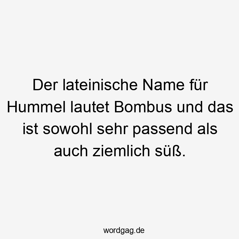 Der lateinische Name für Hummel lautet Bombus und das ist sowohl sehr passend als auch ziemlich süß.