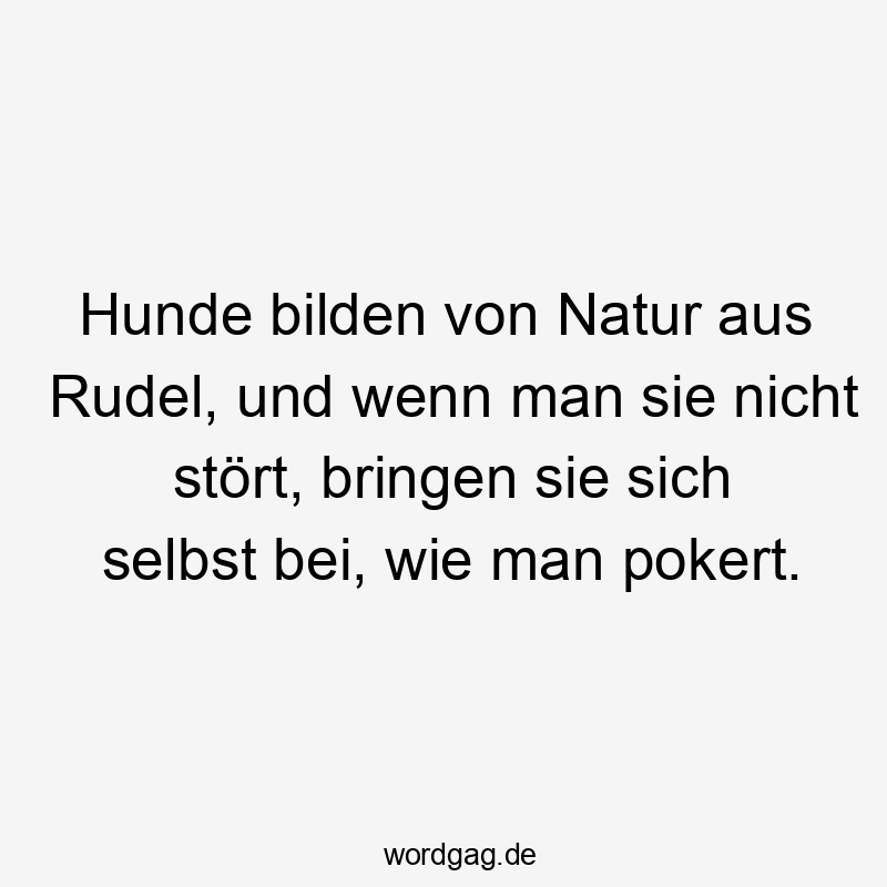 Hunde bilden von Natur aus Rudel, und wenn man sie nicht stört, bringen sie sich selbst bei, wie man pokert.