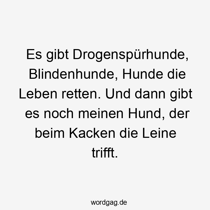 Lustige Sprüche: Hunde - Es gibt Drogenspürhunde, Blindenhunde, Hunde die Leben retten. Und dann gibt es noch meinen Hund, der beim Kacken die Leine trifft.