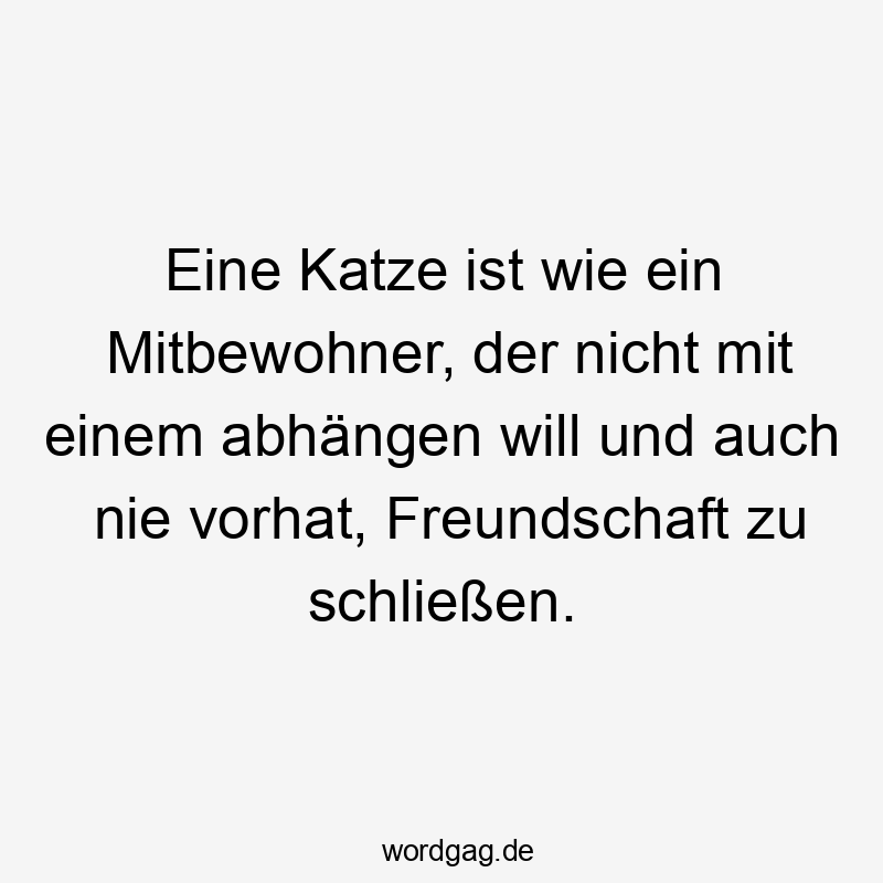 Lustige Sprüche: Freundschaft - Eine Katze ist wie ein Mitbewohner, der nicht mit einem abhängen will und auch nie vorhat, Freundschaft zu schließen.