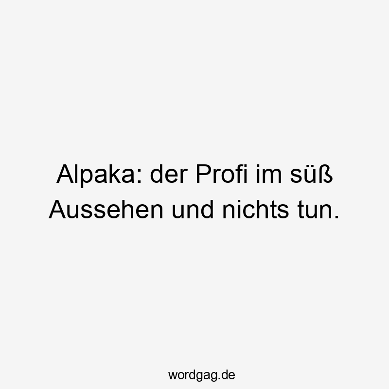 Lustige Sprüche: Alpaka - Alpaka: der Profi im süß Aussehen und nichts tun.
