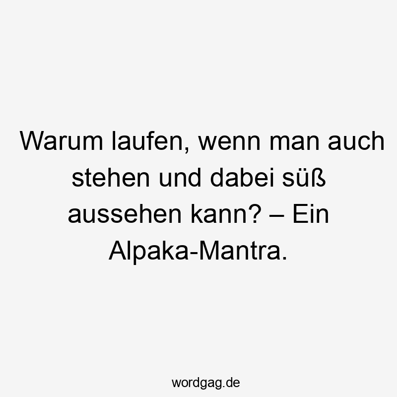 Warum laufen, wenn man auch stehen und dabei süß aussehen kann? – Ein Alpaka-Mantra.