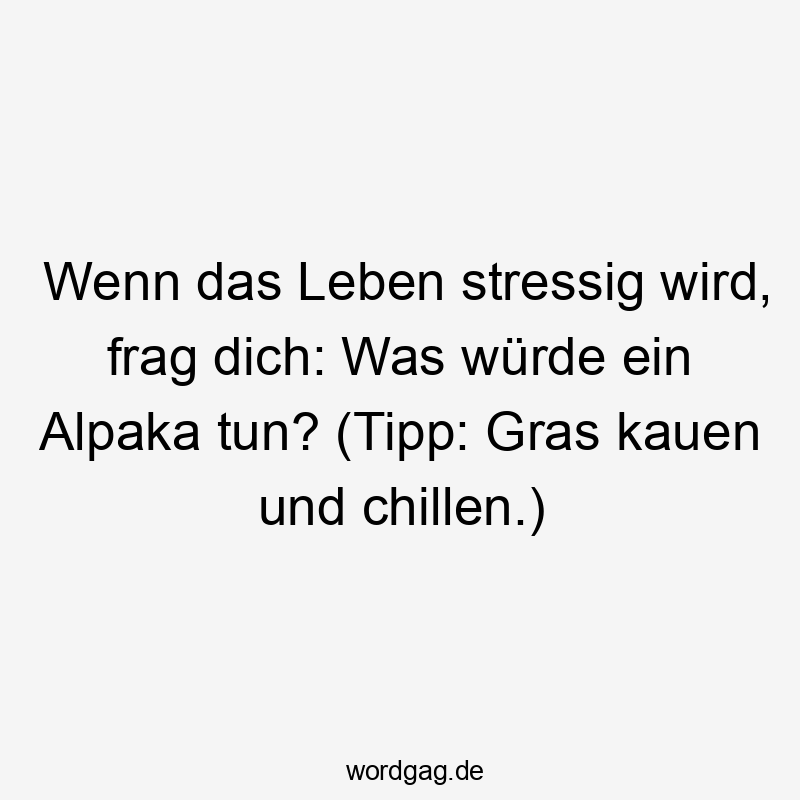 Wenn das Leben stressig wird, frag dich: Was würde ein Alpaka tun? (Tipp: Gras kauen und chillen.)