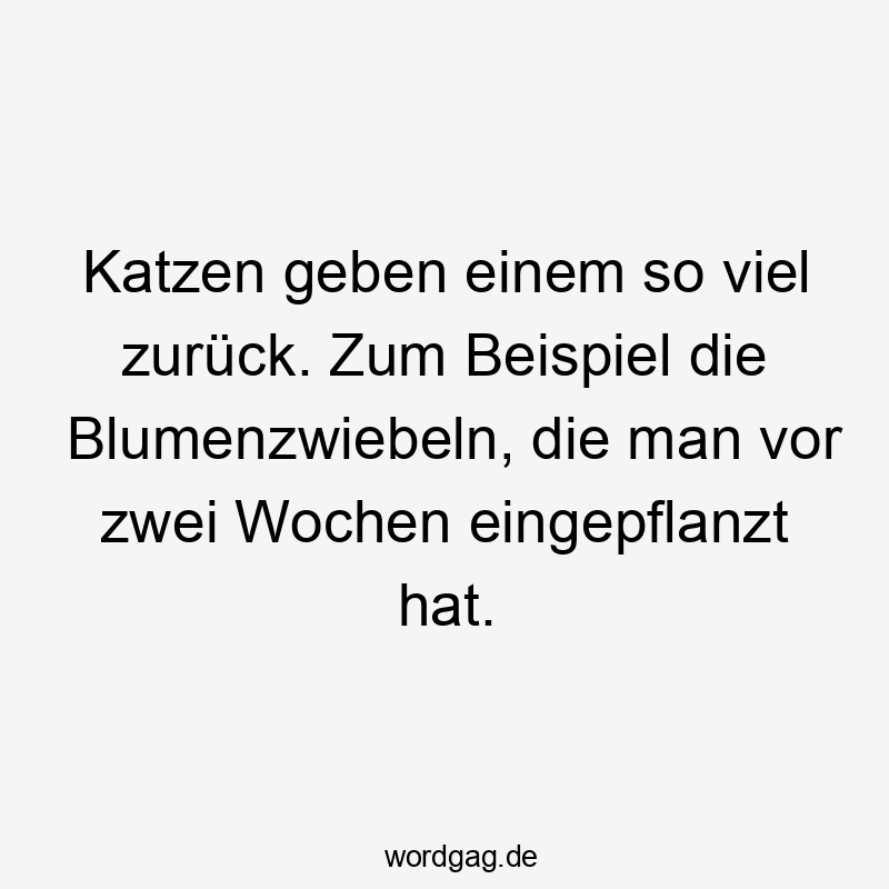 Katzen geben einem so viel zurück. Zum Beispiel die Blumenzwiebeln, die man vor zwei Wochen eingepflanzt hat.