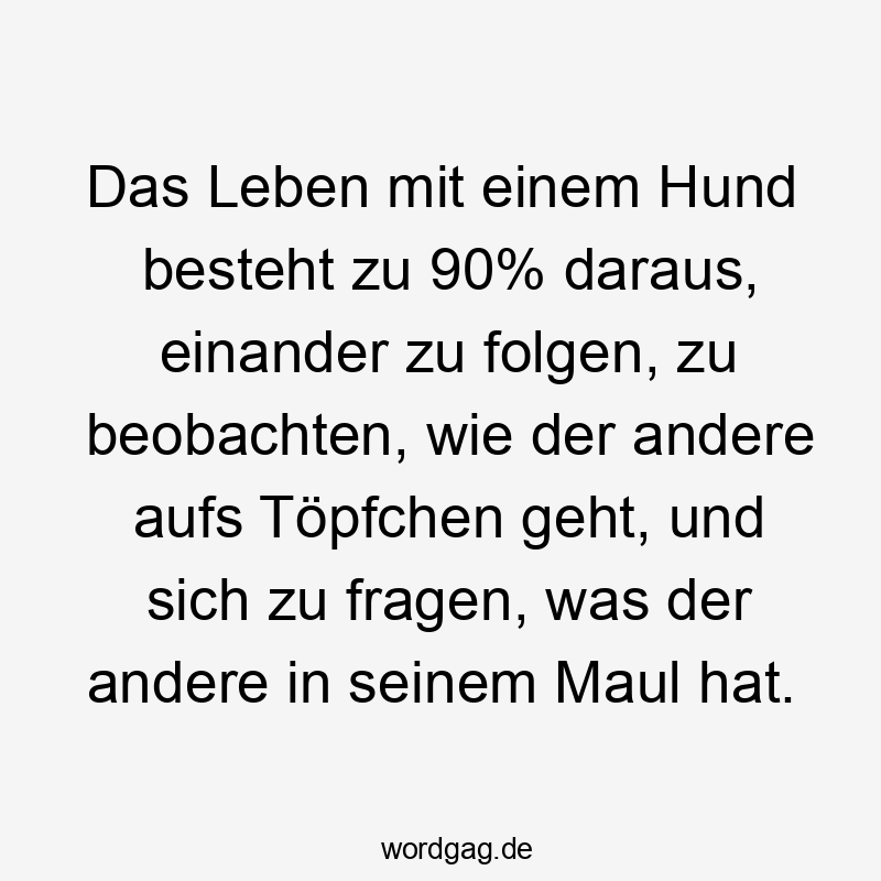 Lustige Sprüche: Fragen - Das Leben mit einem Hund besteht zu 90% daraus, einander zu folgen, zu beobachten, wie der andere aufs Töpfchen geht, und sich zu fragen, was der andere in seinem Maul hat.