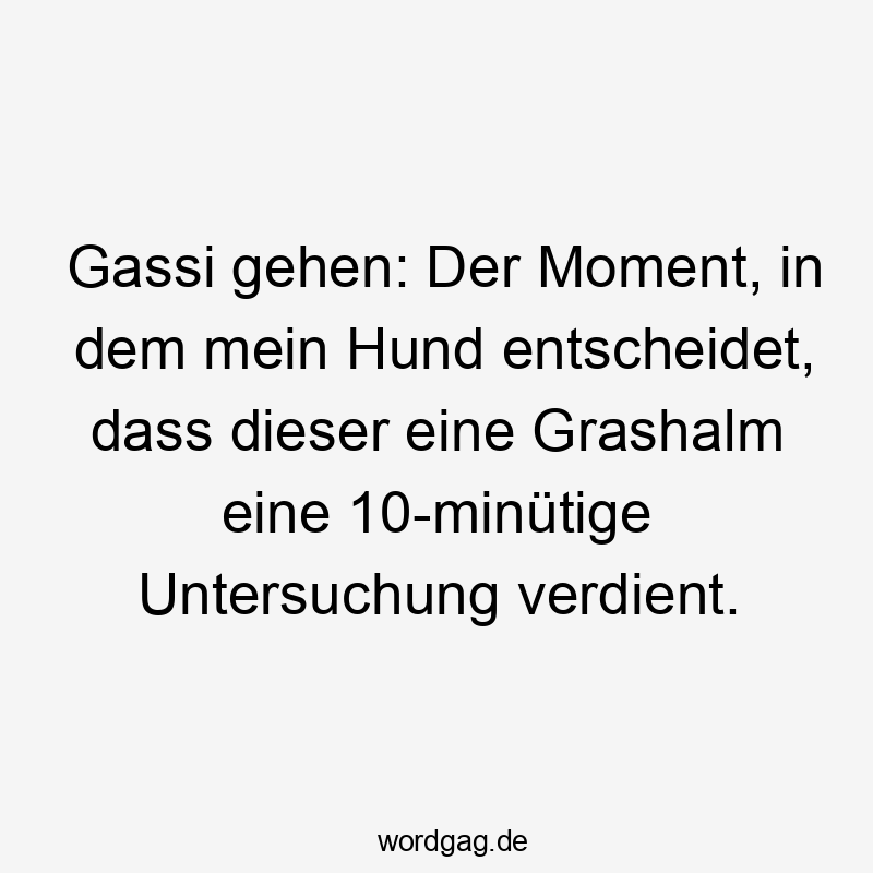 Gassi gehen: Der Moment, in dem mein Hund entscheidet, dass dieser eine Grashalm eine 10-minütige Untersuchung verdient.