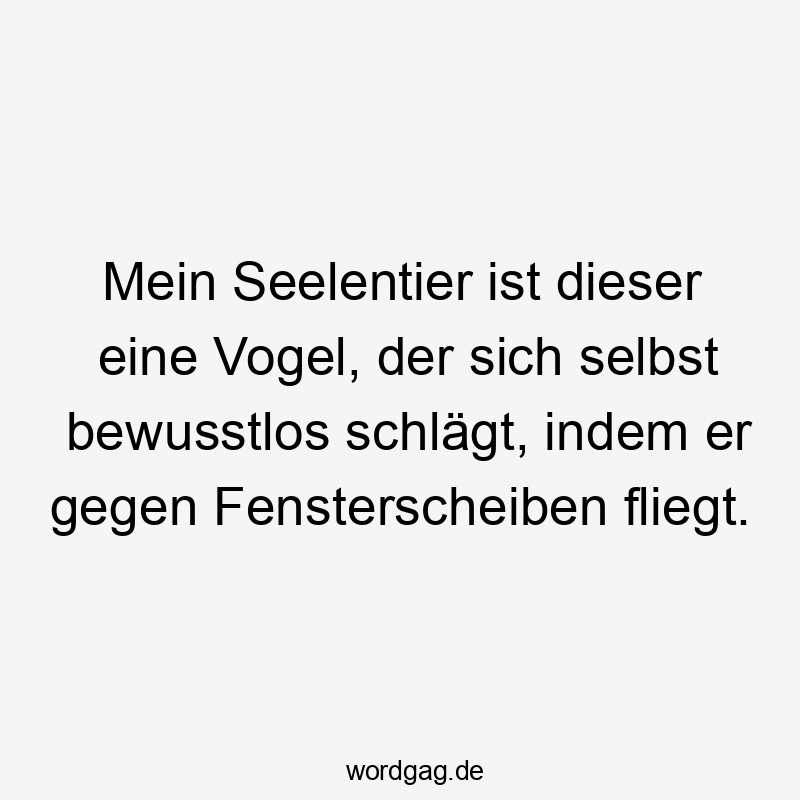 Lustige sich Sprüche - Mein Seelentier ist dieser eine Vogel, der sich selbst bewusstlos schlägt, indem er gegen Fensterscheiben fliegt.