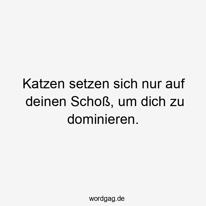 Katzen setzen sich nur auf deinen Schoß, um dich zu dominieren.