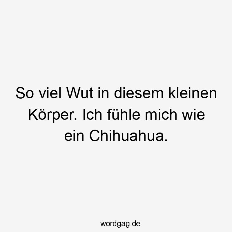So viel Wut in diesem kleinen Körper. Ich fühle mich wie ein Chihuahua.