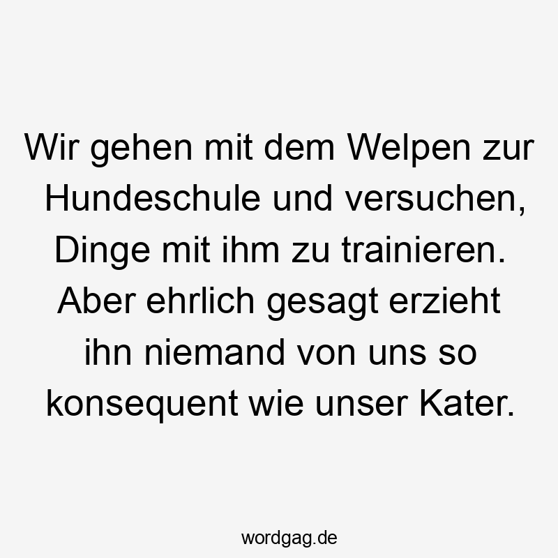 Lustige Sprüche: trainieren - Wir gehen mit dem Welpen zur Hundeschule und versuchen, Dinge mit ihm zu trainieren. Aber ehrlich gesagt erzieht ihn niemand von uns so konsequent wie unser Kater.