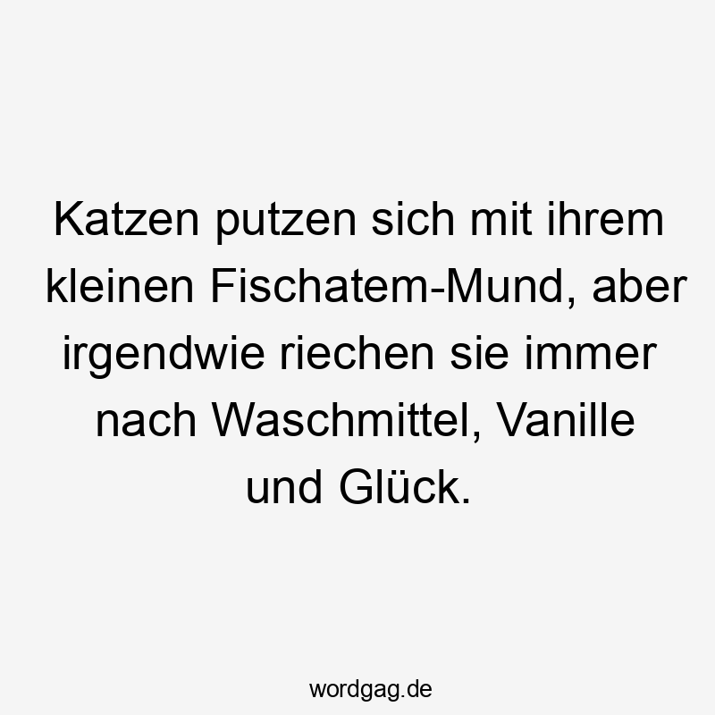 Katzen putzen sich mit ihrem kleinen Fischatem-Mund, aber irgendwie riechen sie immer nach Waschmittel, Vanille und Glück.