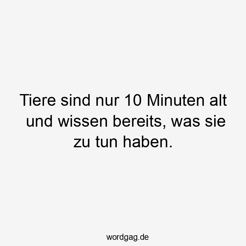 Tiere sind nur 10 Minuten alt und wissen bereits, was sie zu tun haben.